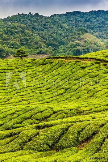Picture of Green Tea Plantation Cameron Highlands Malaysia